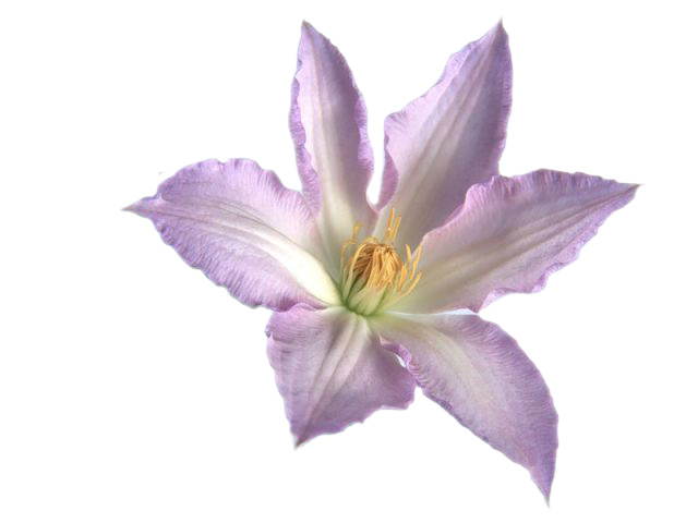 Контрольное задание № 10. Использование быстрой и обтравочной масок