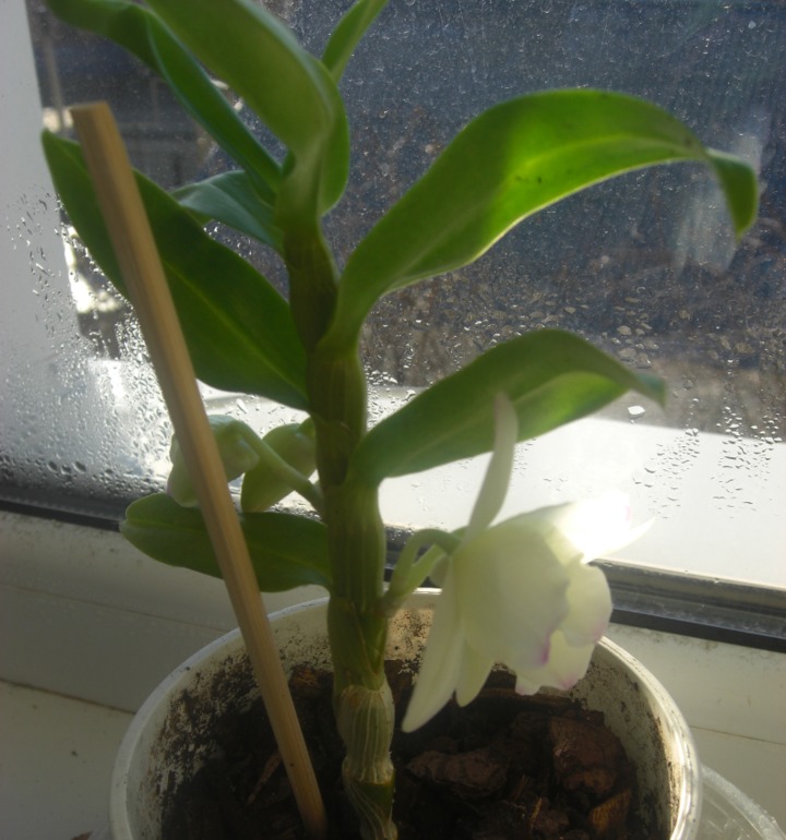 Наконецто зацвел дендробиум-2 года ждала=)