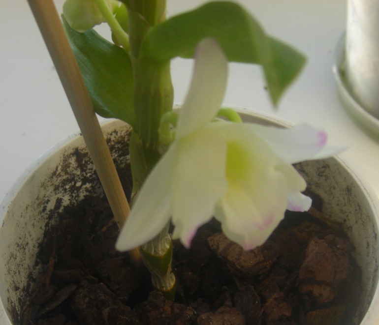 Наконецто зацвел дендробиум-2 года ждала=)