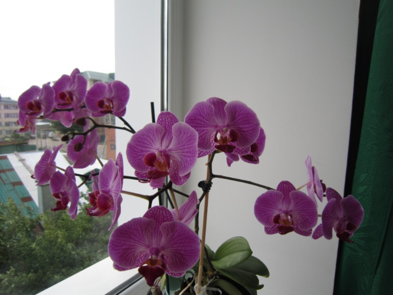 Моя красотка фаленопсис