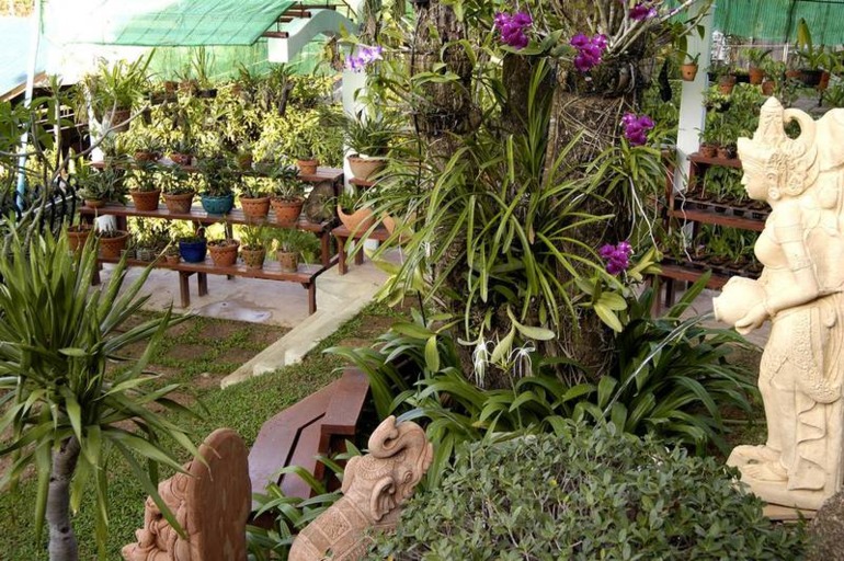 ТАЙЛАНД. о. Пхукет. Orchidacea 3*