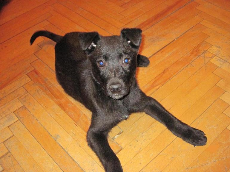 Зверье мое!