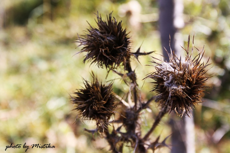приветик девочки