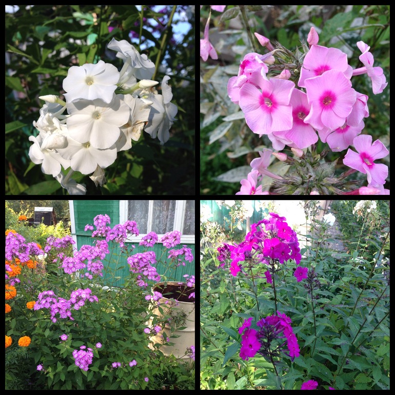 Чем порадовало 2013 лето:))