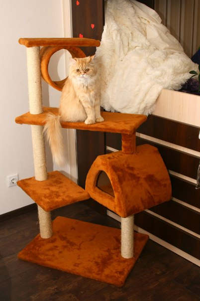 Наши любимцы