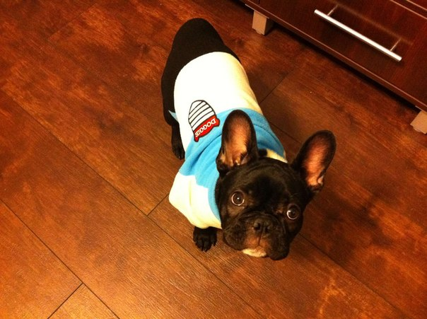 Наши любимцы