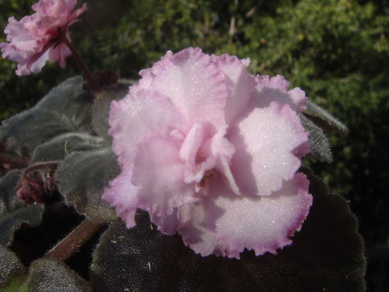 Мои фиалочки