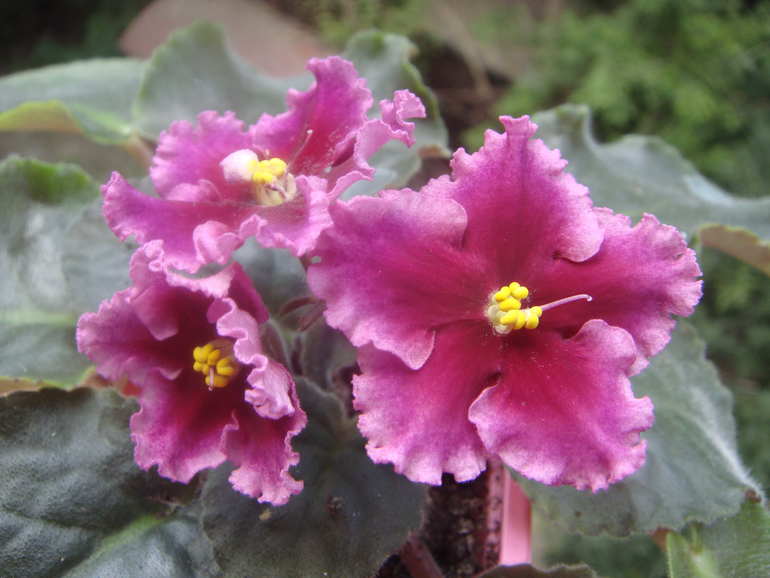 Мои фиалочки