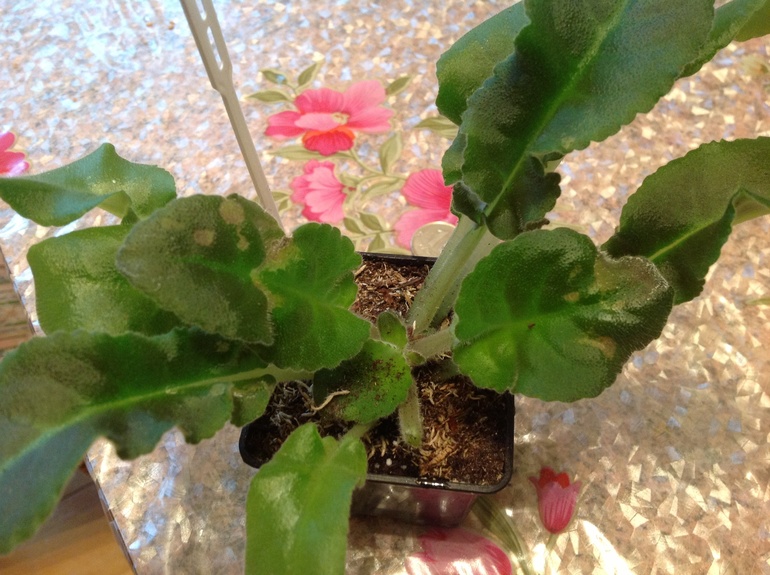 Что с листьями?