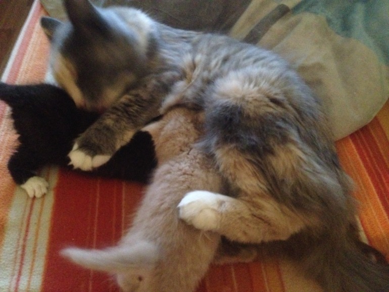 Отдам котят!