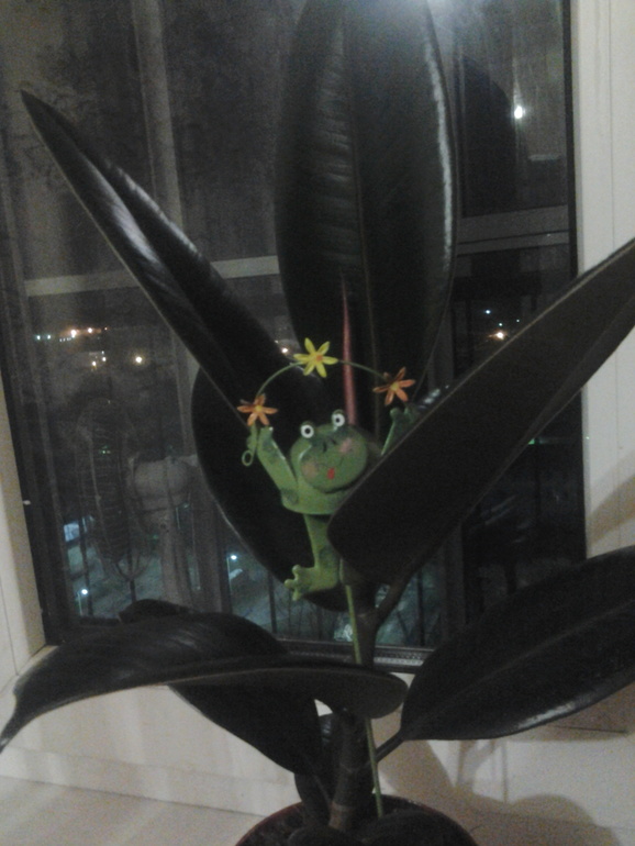 ДЕВОЧКИ) МНЕ МУЖ ПОДАРИЛ ФИКУС!!!)