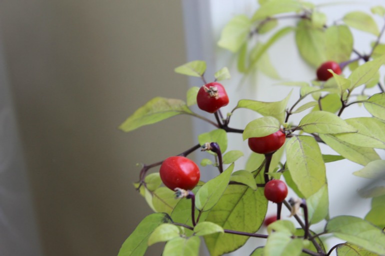 Мой мини РАЙ!