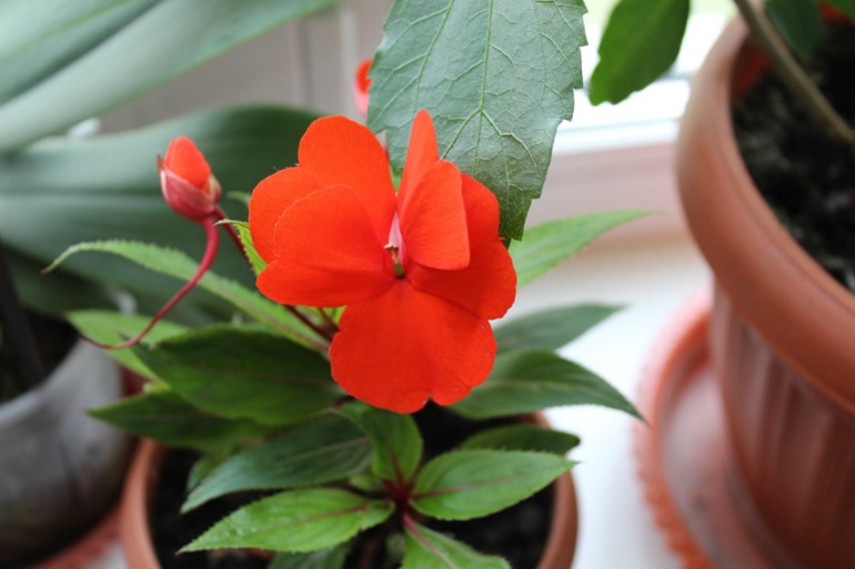 Мой мини РАЙ!