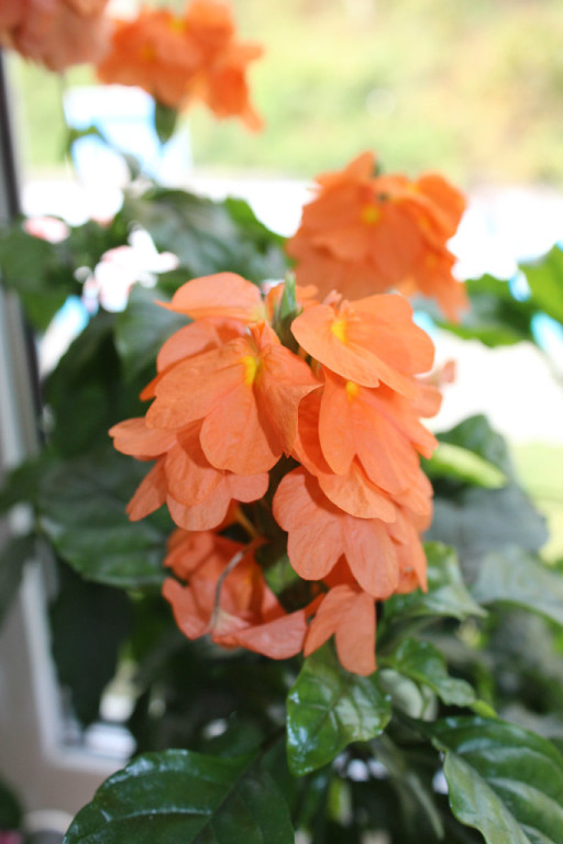 Мой мини РАЙ!