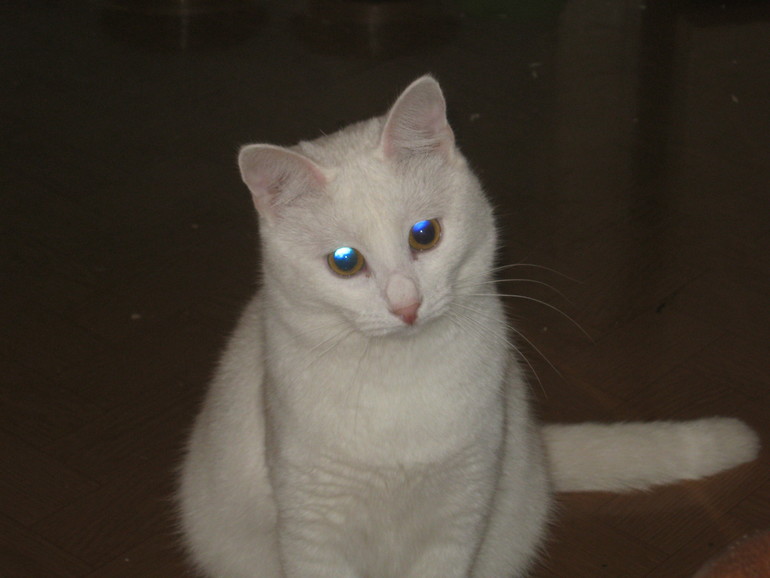 Мой любимчик. Шугар.