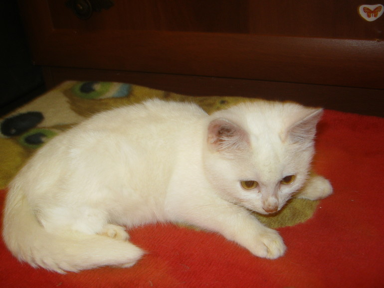 Мой любимчик. Шугар.