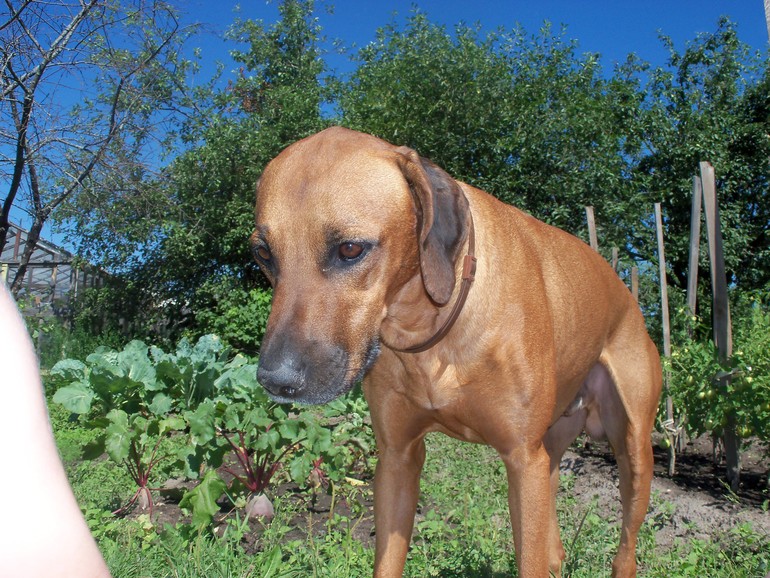 А вот и наше чудо