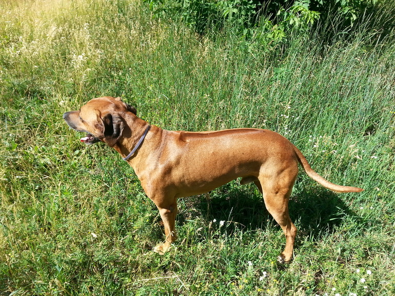 А вот и наше чудо