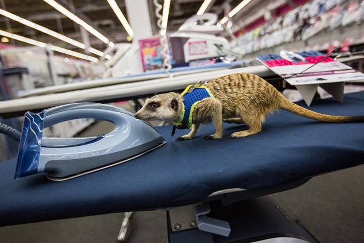 В Москве сбежал сурикат!