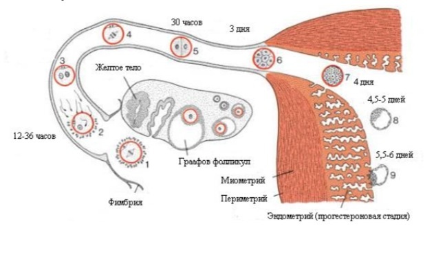 Через какое время яйцеклетка прикрепляется к стенке