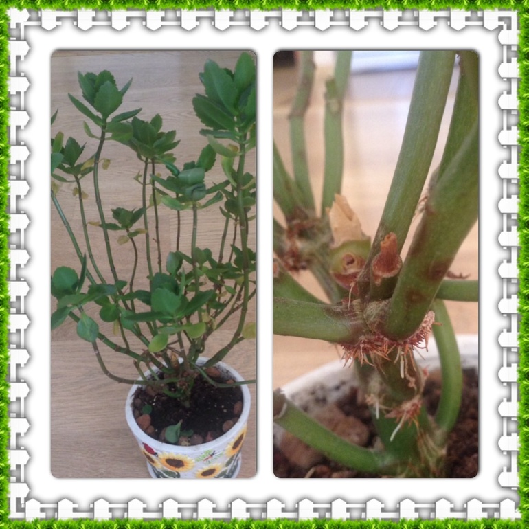 Нужен совет!!!