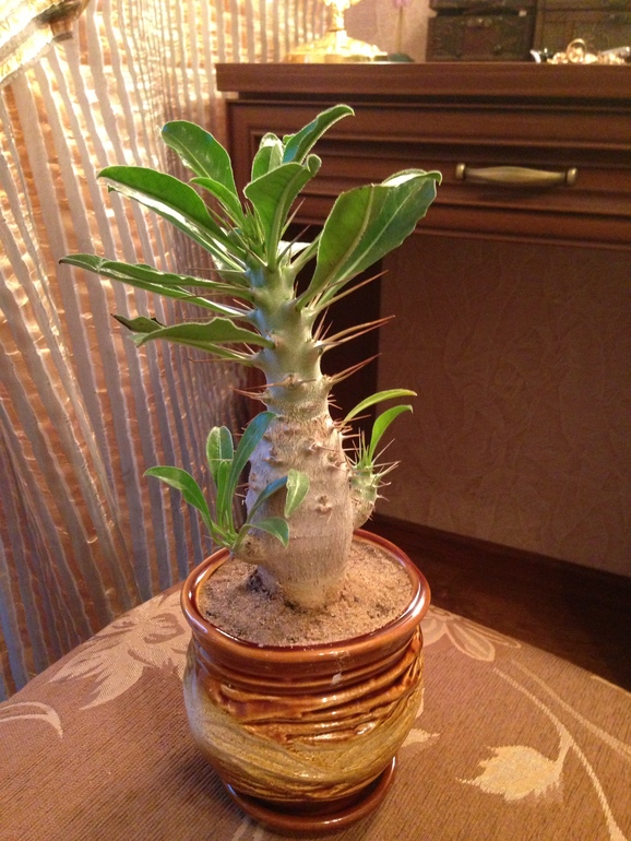 Покажу свои новые цветочки! Полюбуйтесь!