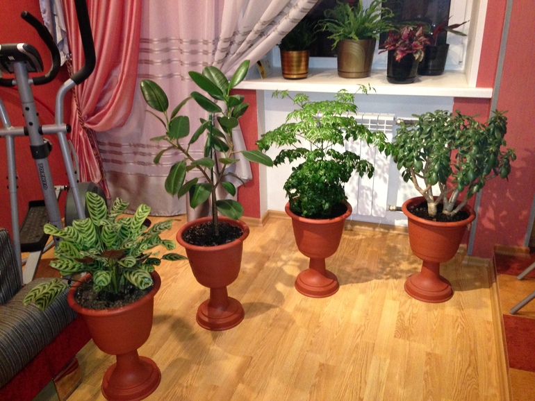 мои любимчики