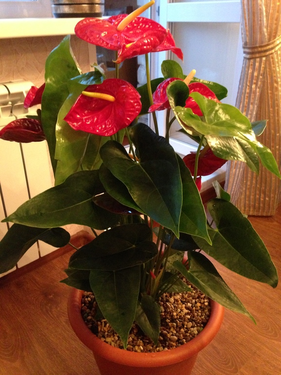 Покажу свои новые цветочки! Полюбуйтесь!