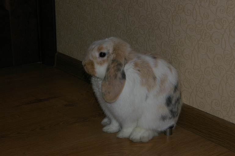 Кроль объявил бойкот, что делать?