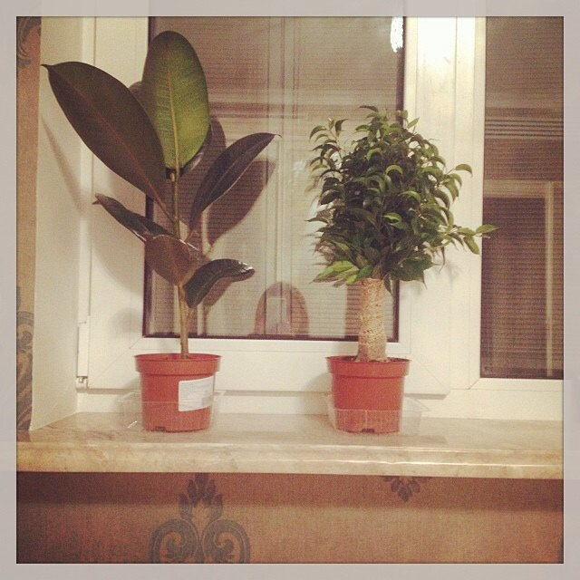 Мои фикусята