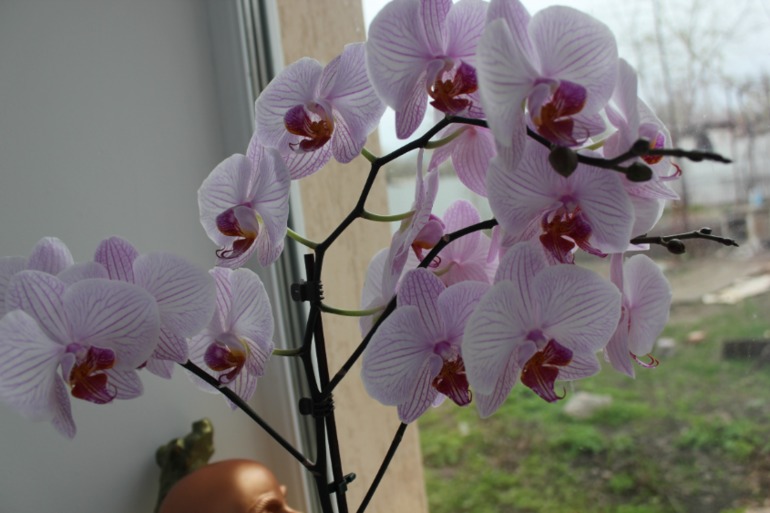 Мои красотульки