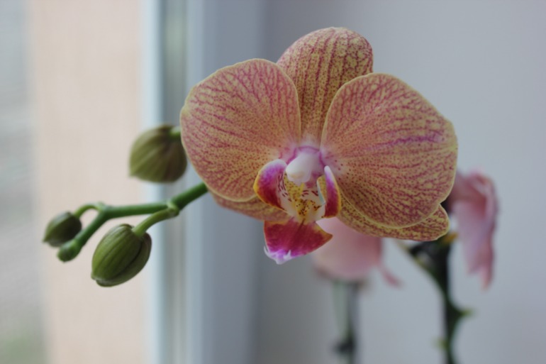 Мои красотульки