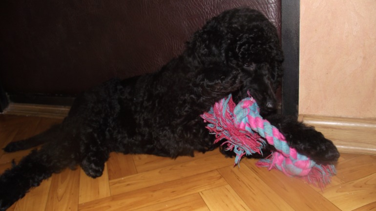 Большой королевский пудель