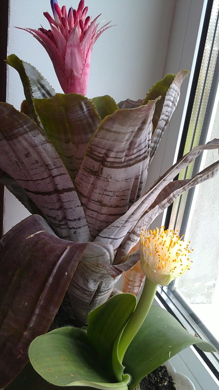 Подскажите, как называется это чудо  с желтой метелкой?