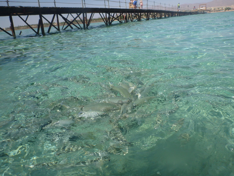 Royal Albatros Moderna 5* Шарм Эль Шейх. Египет.