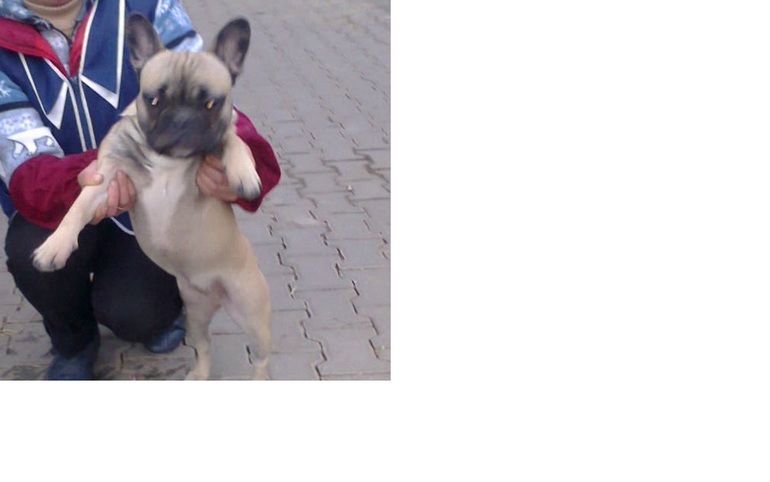 Найден французский бульдог