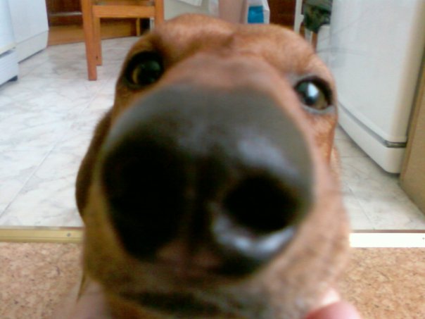 Принимайте и наших любимцев!:)