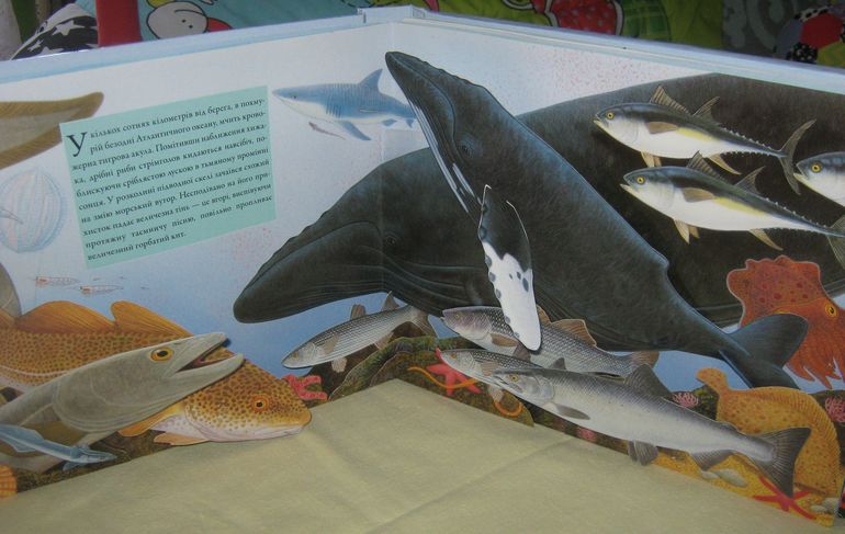 Наши книжки-картонки с сюрпризами