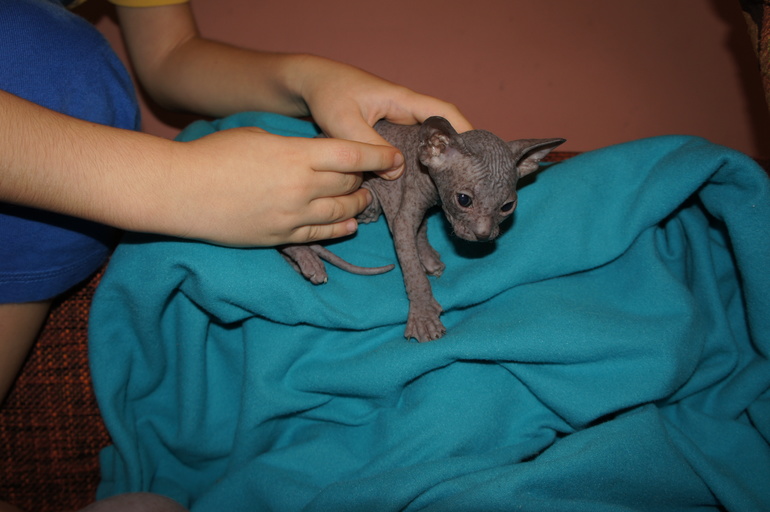 Наше семейство эльфов))))