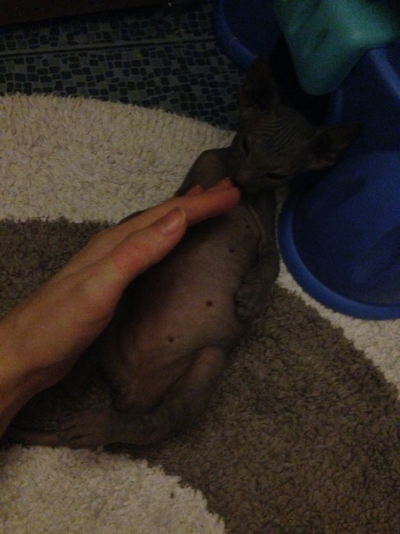 Ушастики наши любимые!