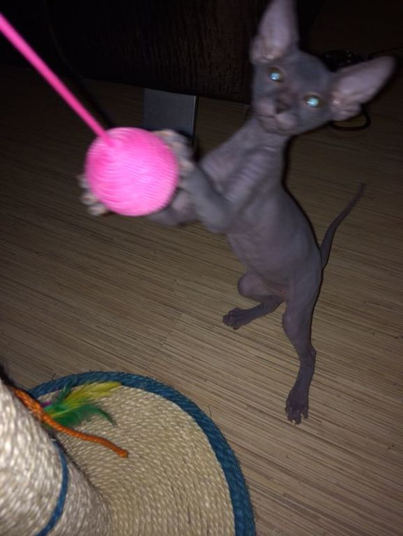 Про наших ушастых деток!)