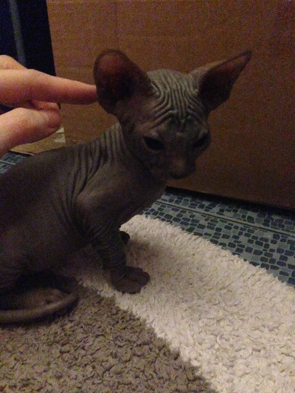 Ушастики наши любимые!