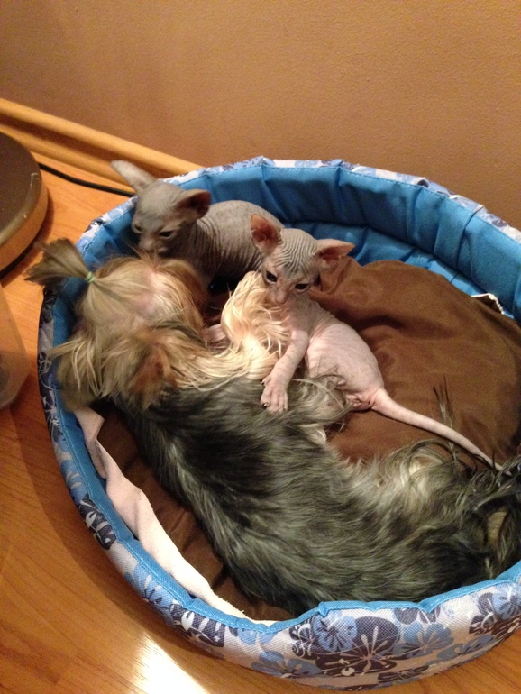 Наши малышастики!!!