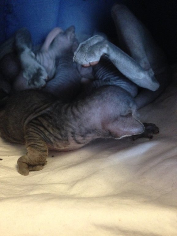 16 дней крыськам моим))