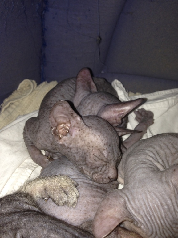 1 месяц ушастикам!!!))