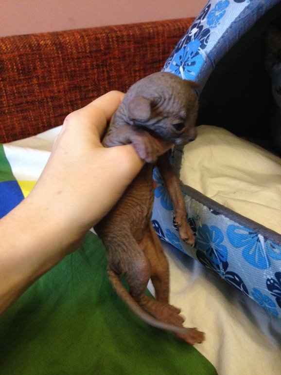 16 дней крыськам моим))