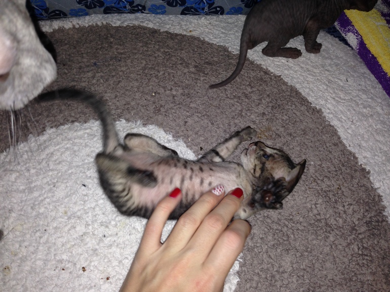 Наше семейство эльфов))))