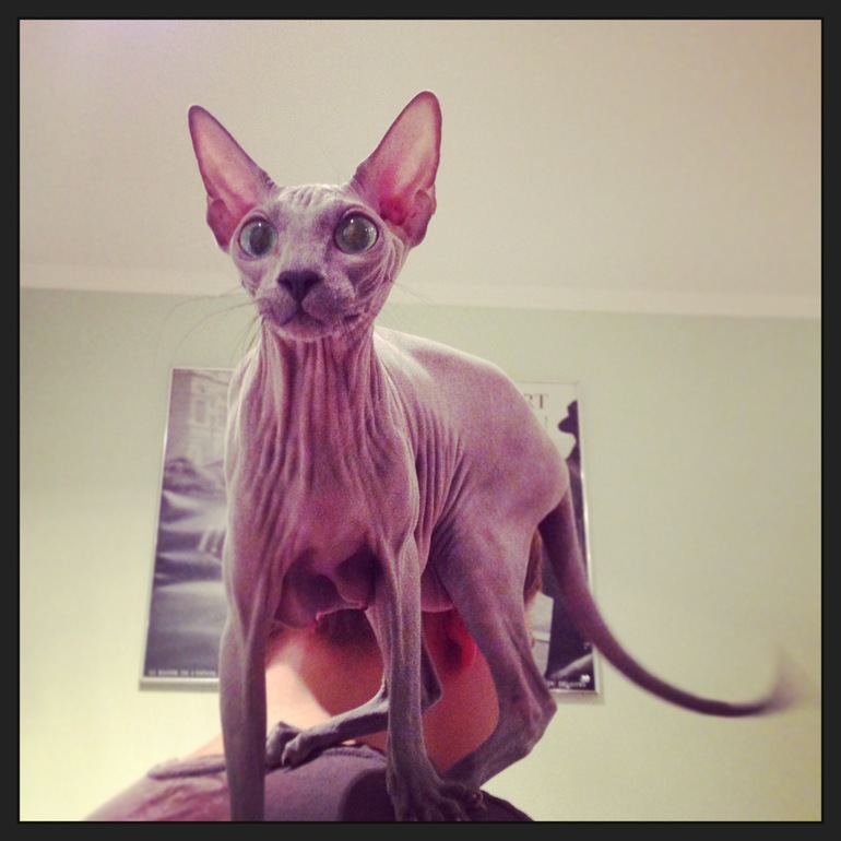 Наше семейство эльфов))))