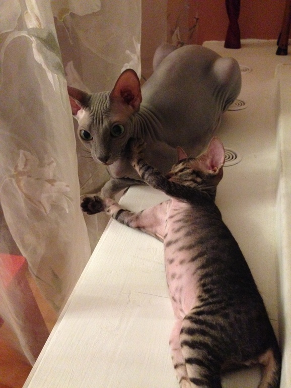 Ушастики наши любимые!