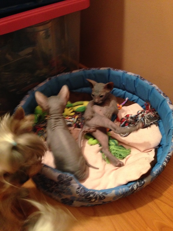 Ушастики наши любимые!